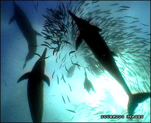 Common dolphins attacking a baitball