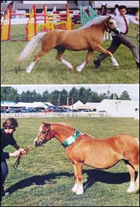 Dr Davies' son David and daughter Jane exhibiting in the 1990s