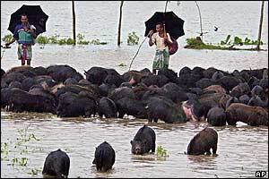 Bangladeshi villagers herd pigs in Bogra district