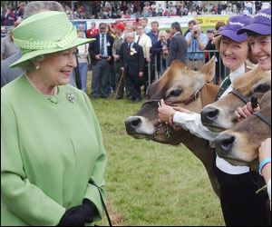 Queen in cattle ring