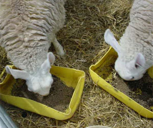 Sheep feeding at Royal Welsh Show