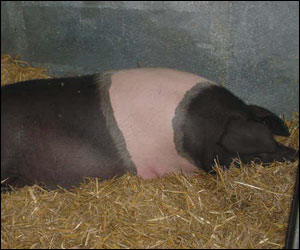 Sleeping pig