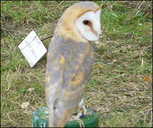 Barn owl