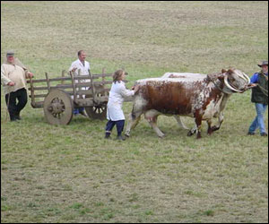 Longhorn cattle being paraded in a cavalcade