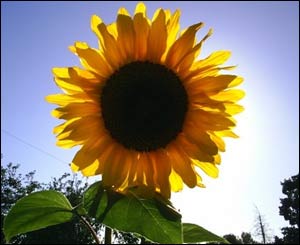 This picture of a sunflower in Penly, Wrexham was taken late this summer by Tom English