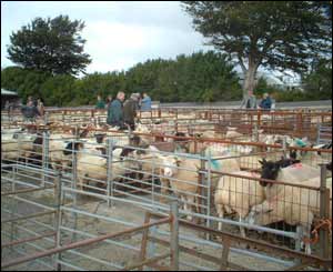 A shot of a typical Tuesday morning in Crymych (Richard Mordan)