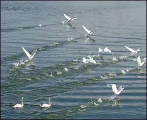 Swans taking flight on the River Ely in Penarth Marina (Roger Griffin)