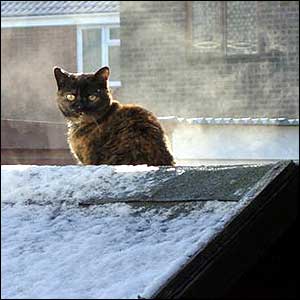 A cat sits on a snow-covered shed in Willington, Derbyshire