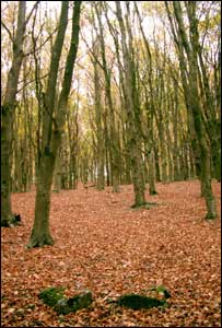 Gareth Morgan, from Llantwit Fardre, took this shot whilst walking in the Wenallt Woods north of Cardiff