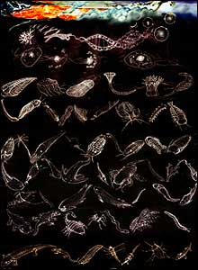 Evolution, Gareth Bennett