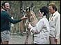 Elizabeth Taylor (C) feeding a giraffe with Richard Burton on her R