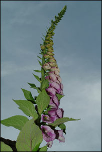 A lone foxglove on Grey Hill, Wentwood in Monmouthshire (John Page)