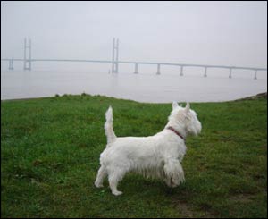 Mike Wilson from Caldicot sent in this picture of Casper at Black Rock, with the Second Severn crossing in the background