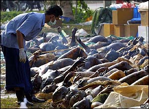 Bodies laid outside a temple in Khao Lak, Thailand
