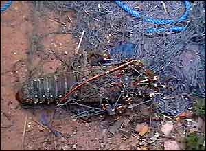 Dead lobster in fishing nets in the town of Gabba