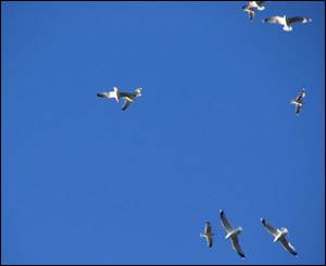 Gulls above Brookhouse near Denbigh, captured by Eurig Jones