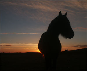 This picture of Black Mountain pony was sent in by David Bevan