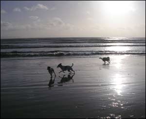 Elaine Newcombe's two dogs Dido and Sydney and her mum and dad's dog Holly on Whitmore Bay, Barry Island 