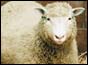 Dolly the sheep