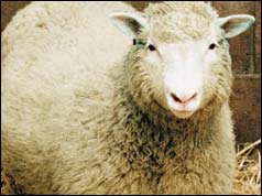 Dolly the sheep