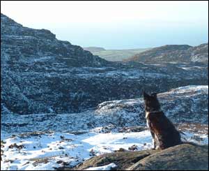 Matthew Roberts from Rhosgadfan took this picture of a dog's eye view of Rhinogydd mountains