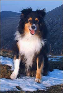 Paul Sivyer from Llanberis sent in this shot of his dog Tiger on a walk from Llanberis to the summit of Elidir Fawr, above Llyn Marchlyn 