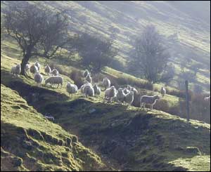 Sheep in afternoon sun on Beacons near Heol Senni (Rev Anthony Sandys)