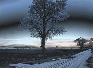Tree in snow-covered field