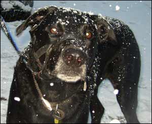 Adrian Ludlow-Ayres took this shot of his dog Jack in the Swansea snow