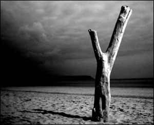 A standing piece of driftwood at Oxwich Bay, sent by Michael Bosanko from Cardiff