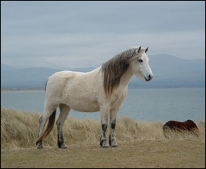 A pony on Llanddwyn Island, Anglesey, as captured by Tanya Bennett from Stroud