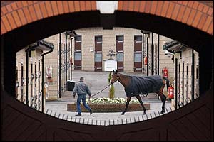 One of the horses in the secure stables at Cheltenham Racecourse