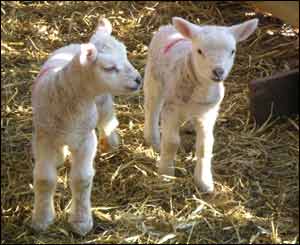 New born lambs in Cwmyoy, Black Mountains taken by Angharad Evans