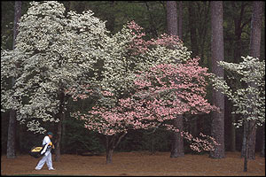 Flowering Dogwoods