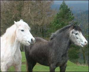 Horses on the Brin Ore tramroad near Trefil sent in by Vaughan from Ebbw Vale