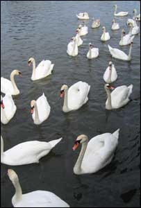 Swans as far as the eye can see in Pembroke (Leigh Harries, London)