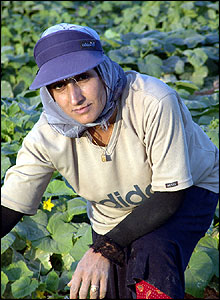 Worker in hat tends to her crop