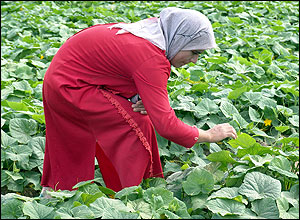 Woman checks her crop