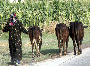 Woman herding three cows