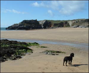Nick Brown's cocker spaniel Molly at Broadhaven South in South Pembrokeshire