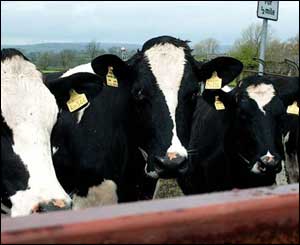 Some cows who came to say hello at Drwslwyn Castle near Carmarthen (Sarah Morgan, from Caerleon)