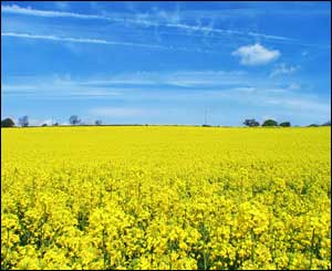 This stunning shot of a field near Langstone, south Wales, was sent by Sufian Ahmed