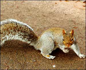 A grey squirrel squaring up to the camera in Belle View Park, Newport (John Page of Undy)