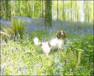 Eddie Setterfield's dog Toby in the woods at Stackpole nr Bosherston in Pembrokeshire