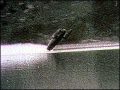 Bluebird leaving the water 