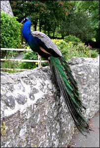 Peacock at Llanfendigaid by Royston Jones from Tywyn
