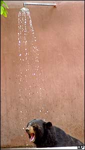 A bear enjoys a shower at the zoo in Patna, India