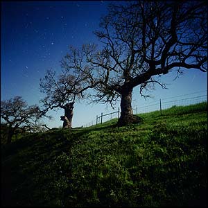 California North Star, Darren Almond