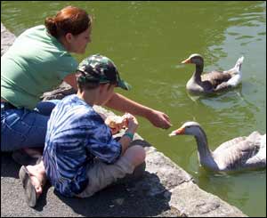 Carl Thomas sent this picture of his son Rhys and his wife Paula feeding the swans in Aberdare Park