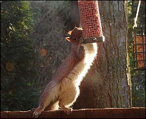 Bonnie Crewe captured this shot of a squirrel foraging in her garden